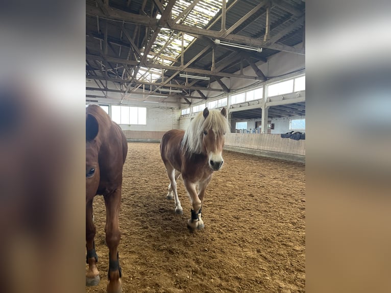 Haflinger Wallach 6 Jahre 152 cm Palomino in Dassel