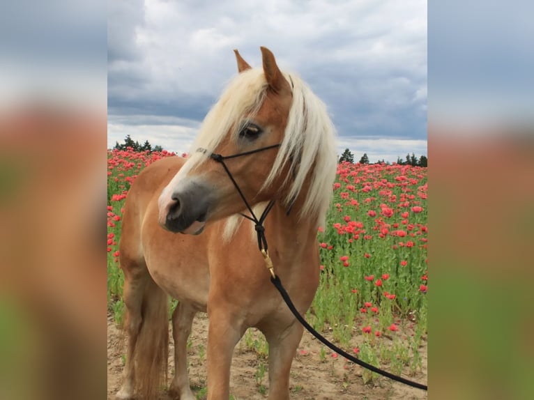 Haflinger Wallach 6 Jahre 152 cm Rotfuchs in Eggmanns