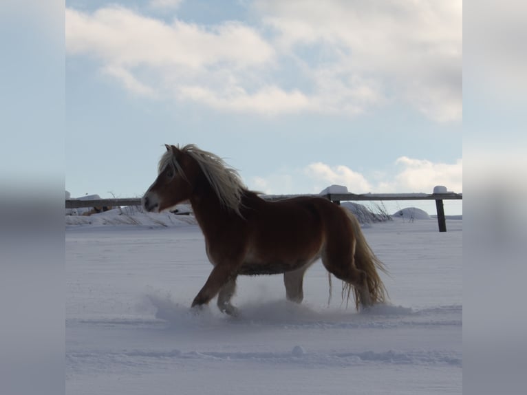 Haflinger Wallach 6 Jahre 152 cm Rotfuchs in Eggmanns