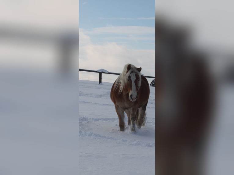 Haflinger Wallach 6 Jahre 152 cm Rotfuchs in Eggmanns