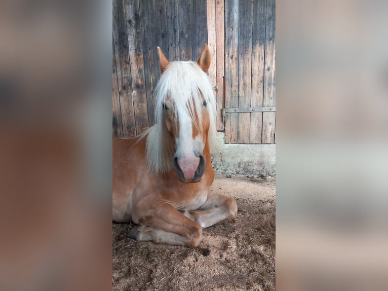 Haflinger Wallach 6 Jahre 152 cm Rotfuchs in Eggmanns