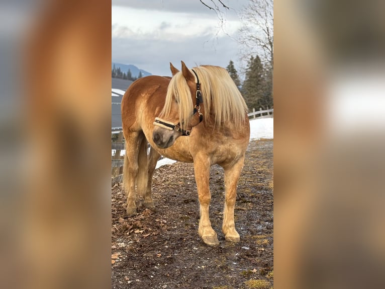 Haflinger Wallach 6 Jahre 153 cm Fuchs in Embach
