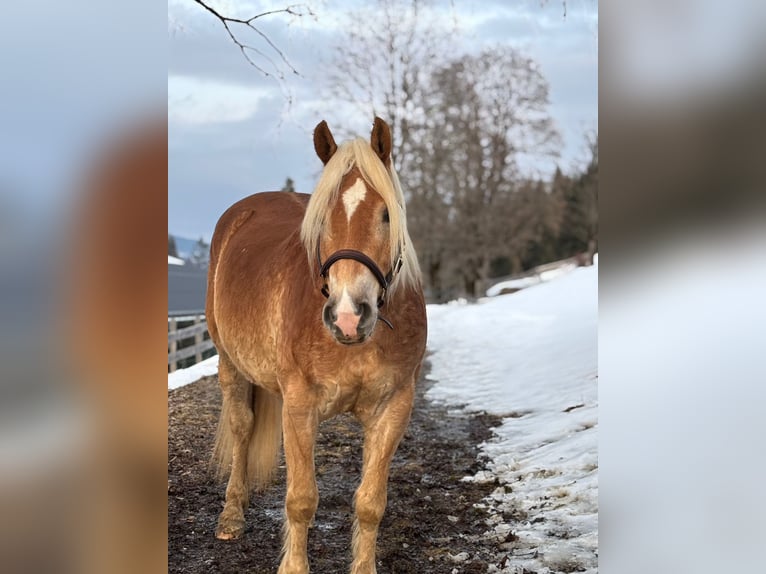 Haflinger Wallach 6 Jahre 153 cm Fuchs in Embach