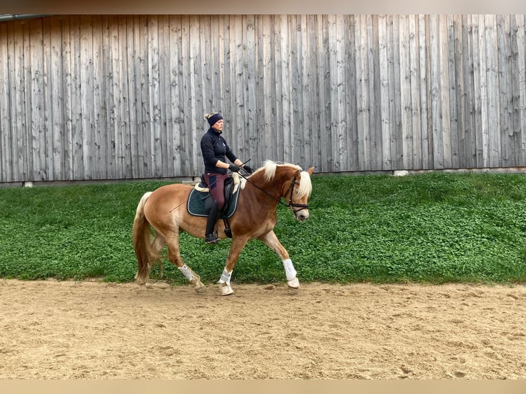 Haflinger Wallach 6 Jahre 154 cm in Marbach am Walde