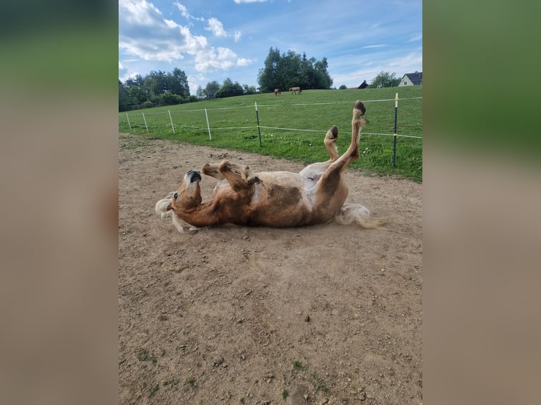 Haflinger Wallach 6 Jahre 154 cm in Marbach am Walde
