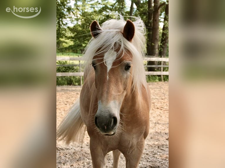 Haflinger Wallach 6 Jahre 154 cm Fuchs in Horn-Bad Meinberg