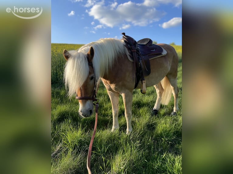 Haflinger Wallach 6 Jahre 154 cm Fuchs in Horn-Bad Meinberg