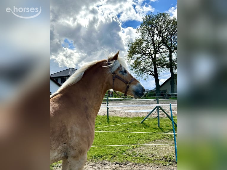 Haflinger Wallach 6 Jahre 154 cm Fuchs in Horn-Bad Meinberg