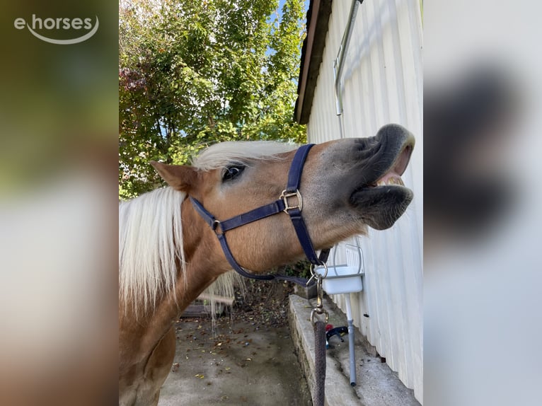 Haflinger Wallach 6 Jahre 154 cm Fuchs in Horn-Bad Meinberg