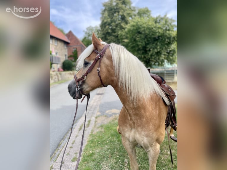 Haflinger Wallach 6 Jahre 154 cm Fuchs in Horn-Bad Meinberg