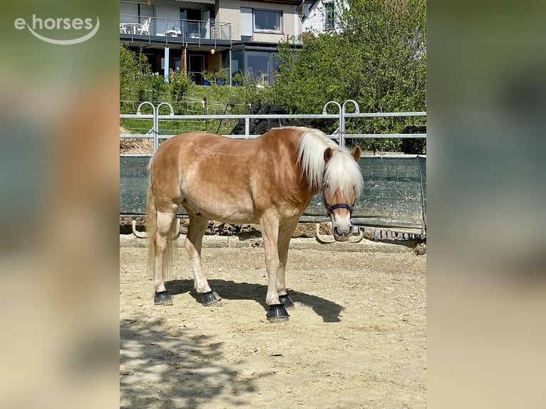Haflinger Wallach 6 Jahre 154 cm Fuchs in Horn-Bad Meinberg