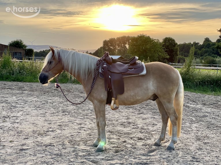 Haflinger Wallach 6 Jahre 154 cm Fuchs in Horn-Bad Meinberg