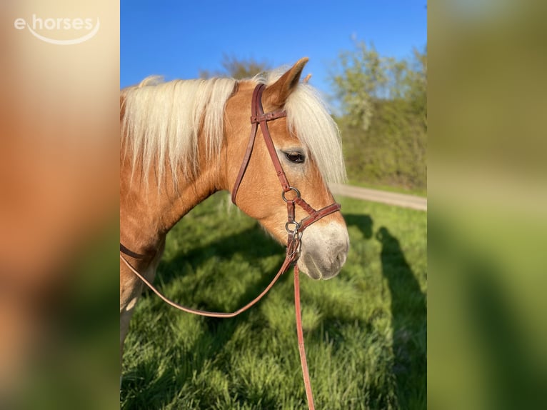Haflinger Wallach 6 Jahre 154 cm Fuchs in Horn-Bad Meinberg