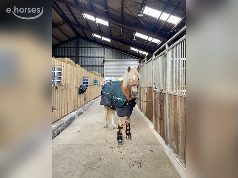 Haflinger Wallach 6 Jahre 154 cm Fuchs in Horn-Bad Meinberg
