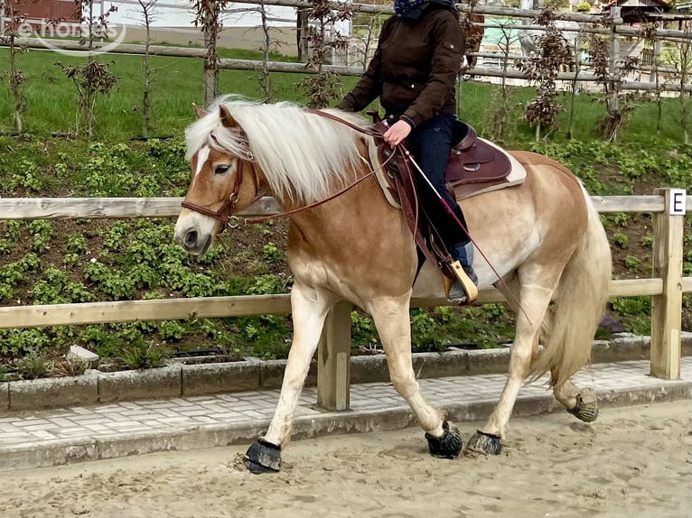 Haflinger Wallach 6 Jahre 154 cm Fuchs in Horn-Bad Meinberg