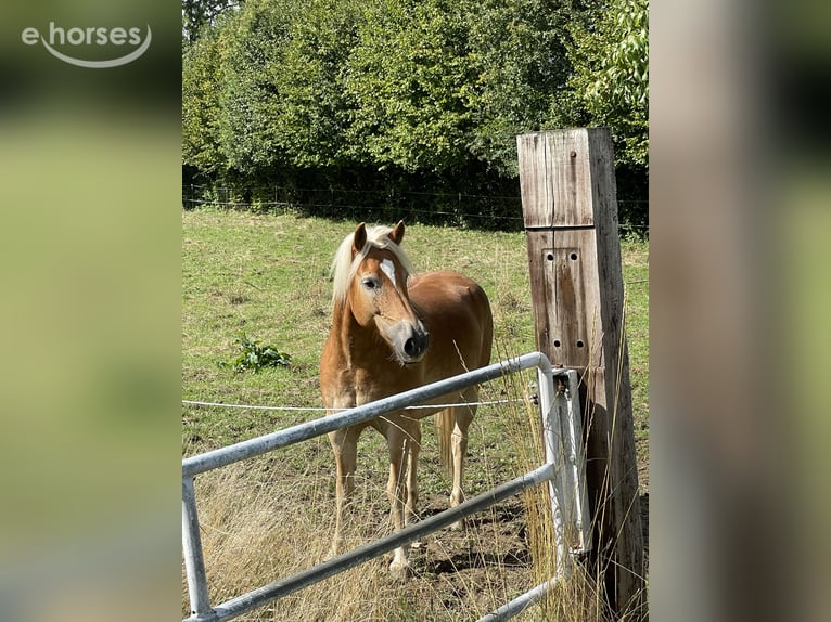 Haflinger Wallach 6 Jahre 154 cm Fuchs in Horn-Bad Meinberg