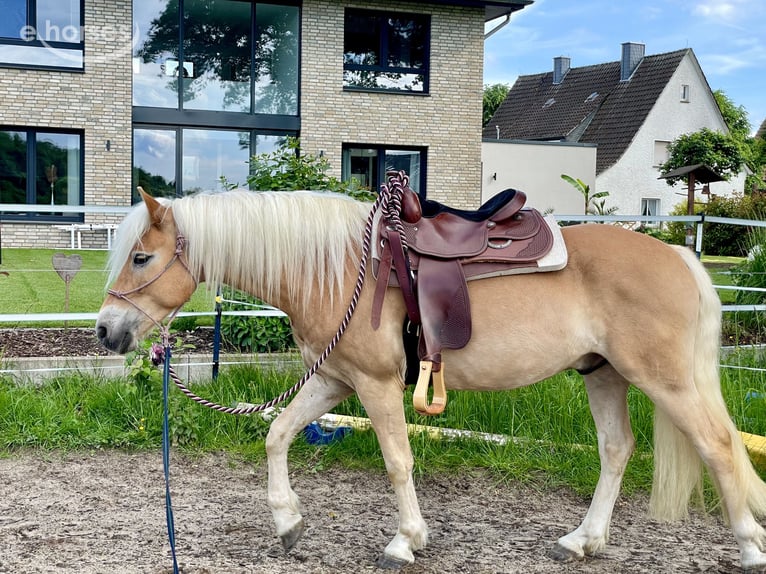 Haflinger Wallach 6 Jahre 154 cm Fuchs in Horn-Bad Meinberg