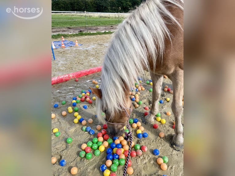 Haflinger Wallach 6 Jahre 154 cm Fuchs in Horn-Bad Meinberg
