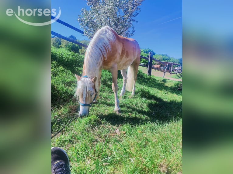 Haflinger Wallach 6 Jahre 154 cm Fuchs in Achau