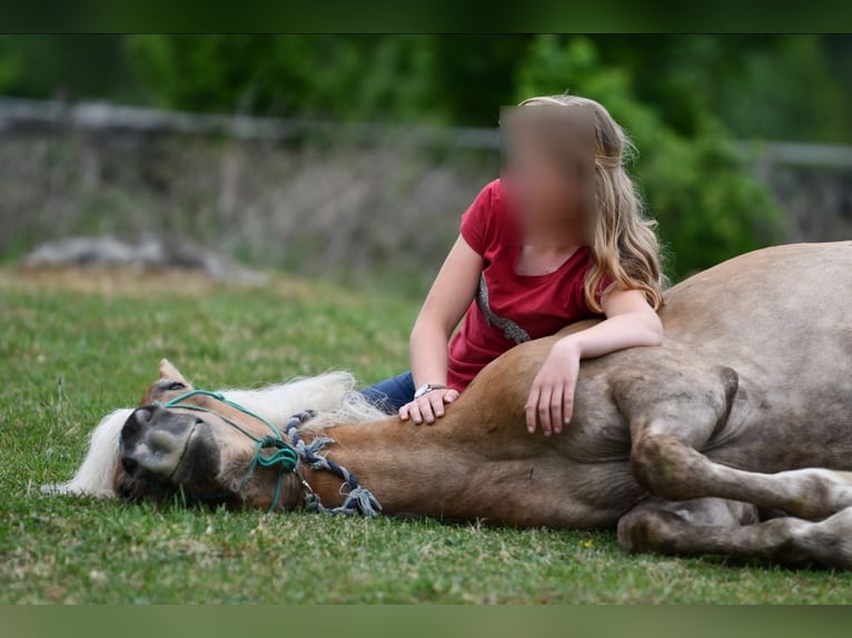 Haflinger Wallach 6 Jahre 154 cm Fuchs in Hastveda
