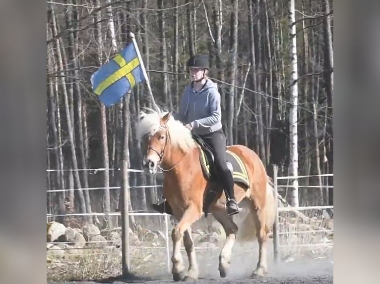 Haflinger Wallach 6 Jahre 154 cm Fuchs in Hastveda