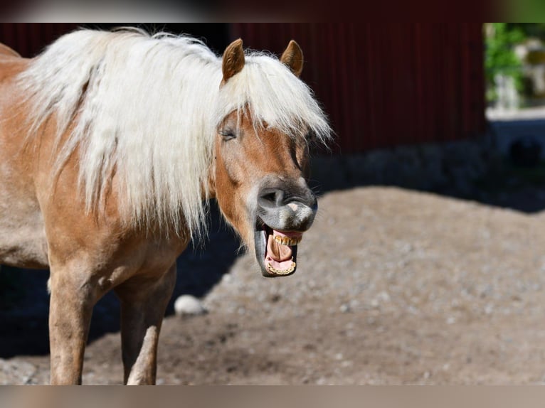 Haflinger Wallach 6 Jahre 154 cm Fuchs in Hastveda