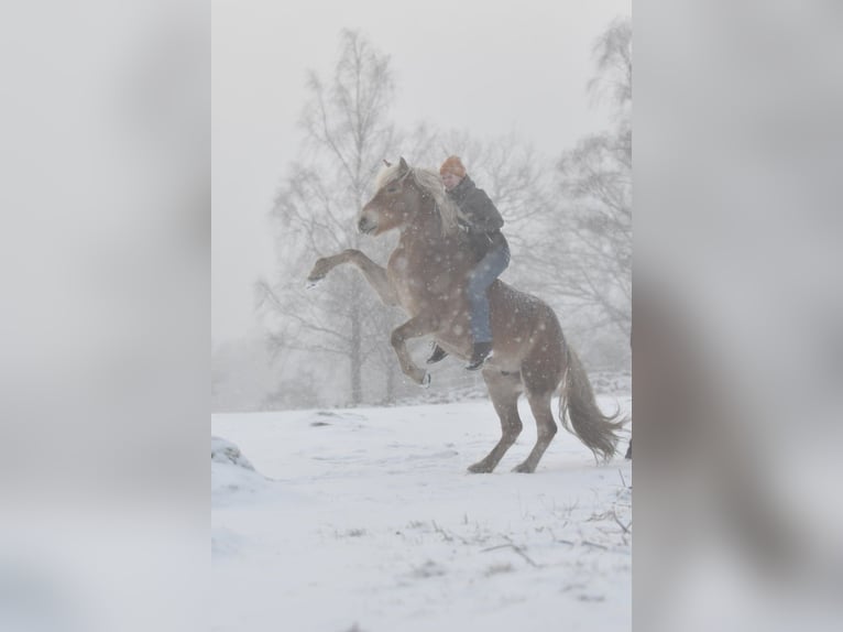 Haflinger Wallach 6 Jahre 154 cm Fuchs in Hastveda