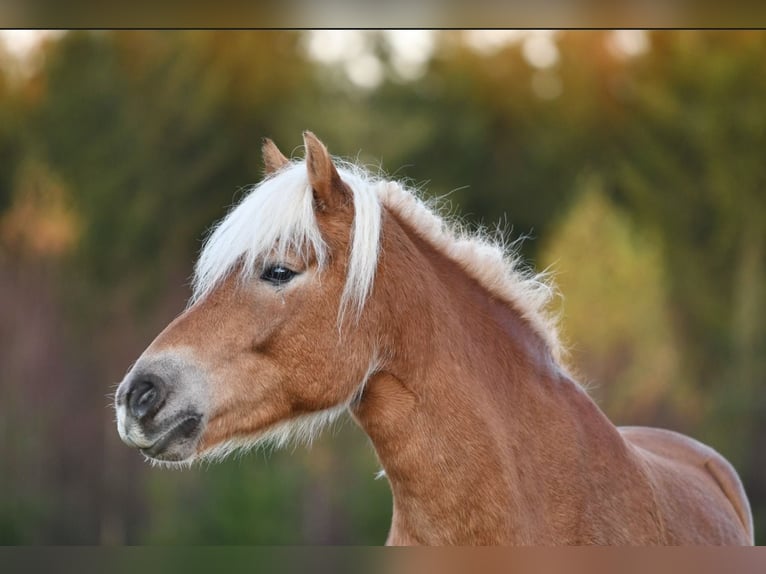 Haflinger Wallach 6 Jahre 154 cm Fuchs in Hastveda