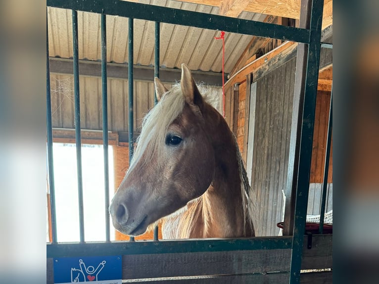 Haflinger Wallach 6 Jahre 155 cm  in Bad Fischau