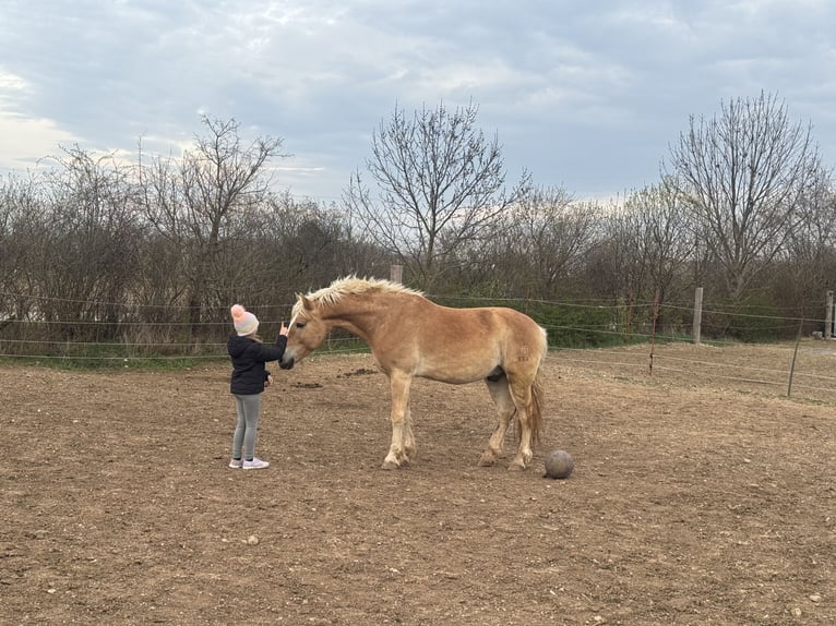 Haflinger Wallach 6 Jahre 155 cm  in Bad Fischau
