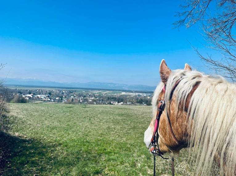 Haflinger Wallach 6 Jahre 155 cm  in Bad Fischau