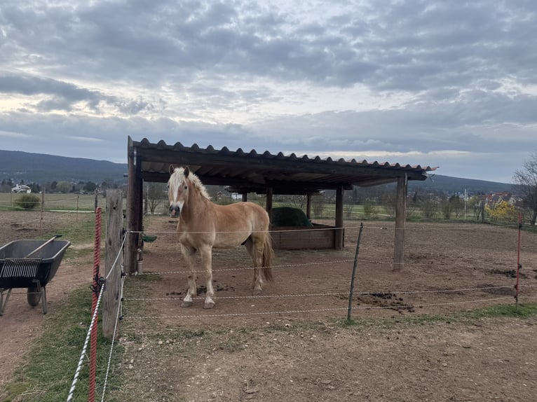Haflinger Wallach 6 Jahre 155 cm  in Bad Fischau