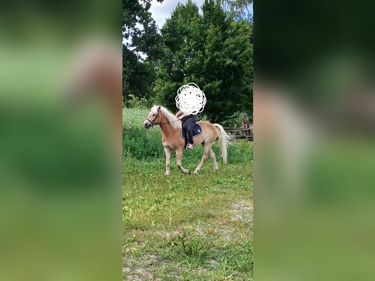 Haflinger Wallach 6 Jahre 155 cm in Thedinghausen