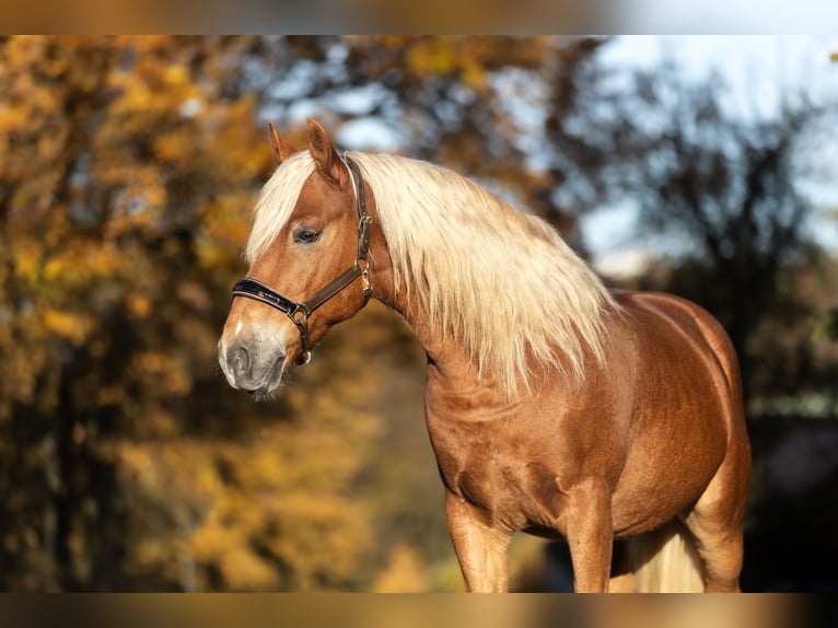 Haflinger Mix Wallach 6 Jahre 155 cm Fuchs in Windhagen
