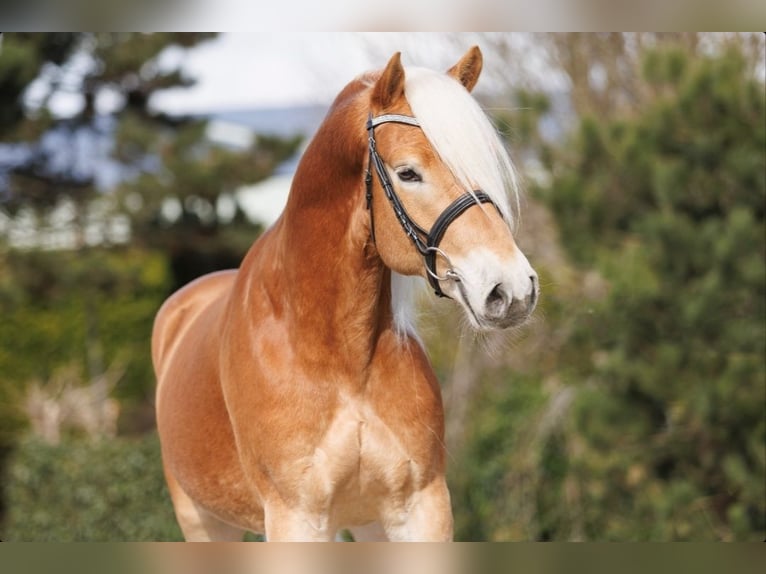 Haflinger Wallach 6 Jahre 155 cm Fuchs in Wervershoof