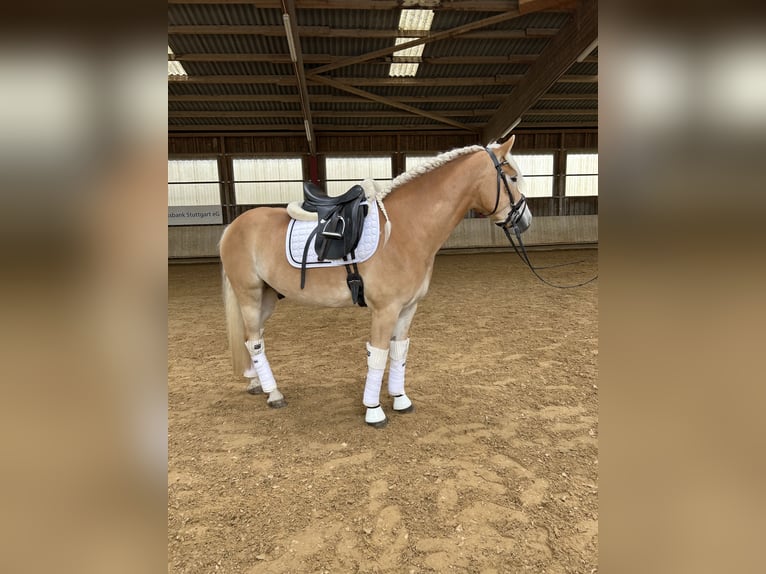 Haflinger Wallach 6 Jahre 155 cm Fuchs in Kernen im Remstal