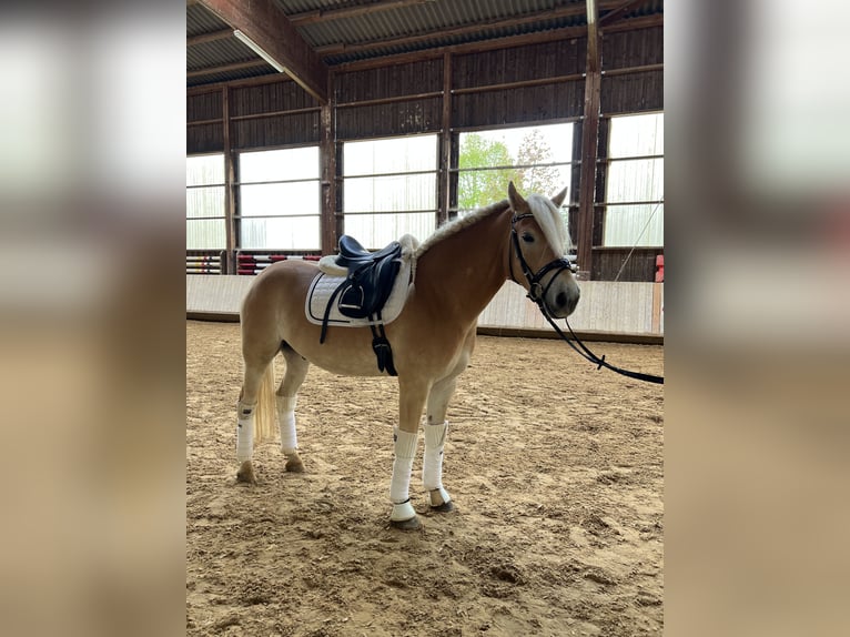 Haflinger Wallach 6 Jahre 155 cm Fuchs in Kernen im Remstal