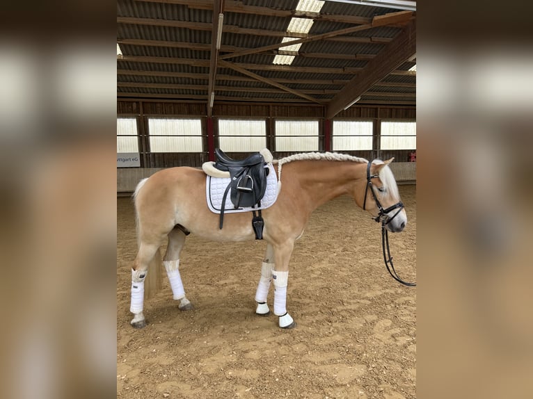 Haflinger Wallach 6 Jahre 155 cm Fuchs in Kernen im Remstal
