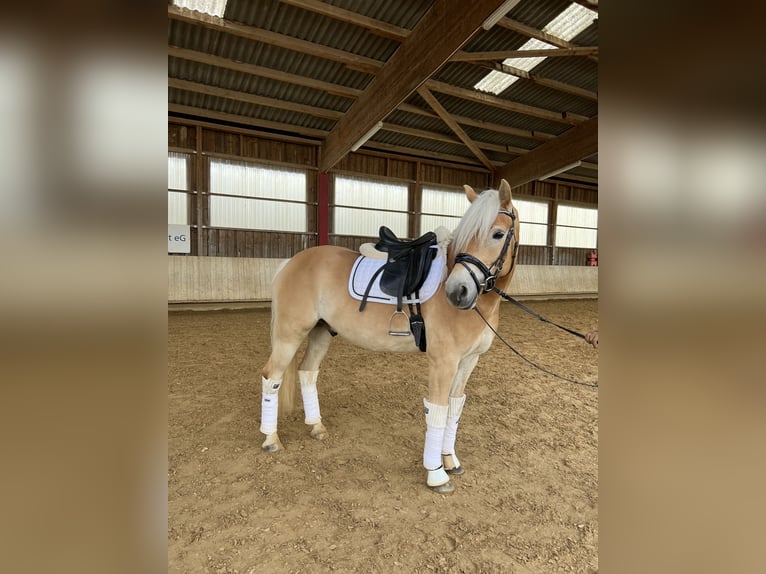 Haflinger Wallach 6 Jahre 155 cm Fuchs in Kernen im Remstal