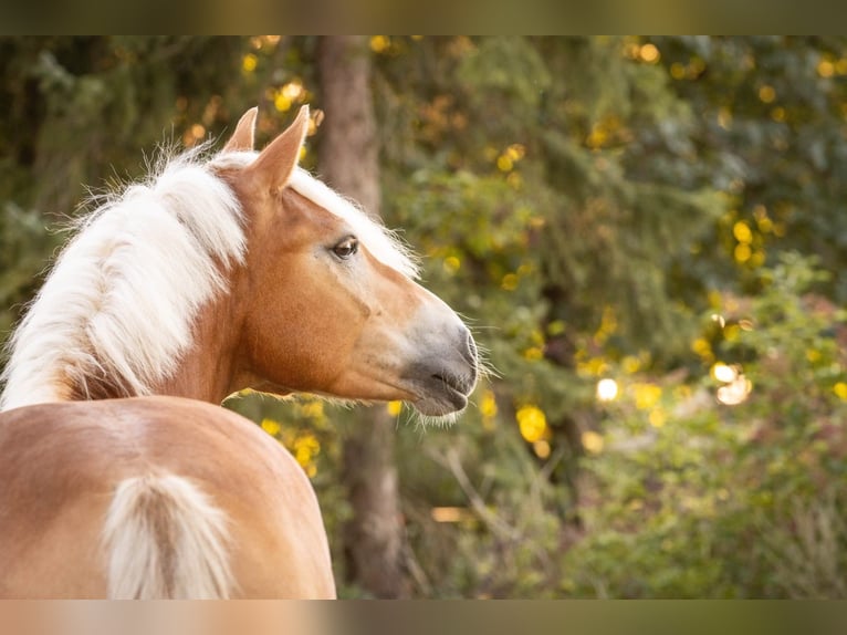 Haflinger Wallach 6 Jahre 155 cm Fuchs in Tinglev