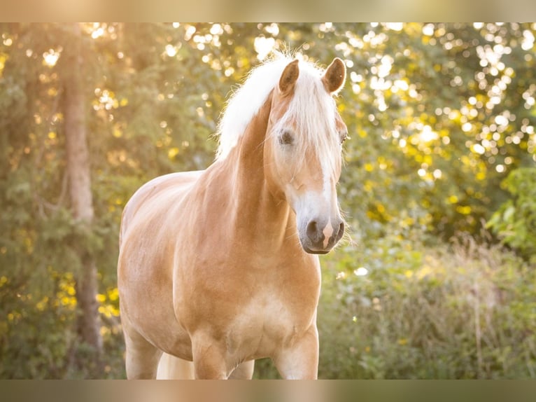 Haflinger Wallach 6 Jahre 155 cm Fuchs in Tinglev