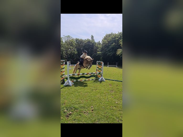Haflinger Wallach 6 Jahre 155 cm Fuchs in Tinglev
