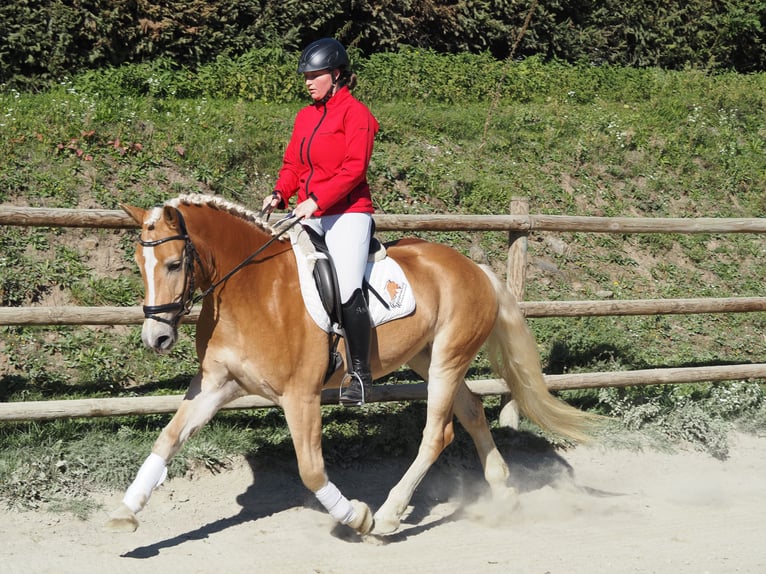 Haflinger Wallach 6 Jahre 159 cm Fuchs in Bad St. Leonhard