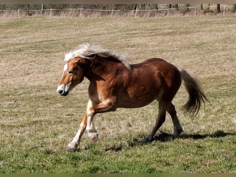 Haflinger Wallach 6 Jahre 160 cm Fuchs in Bad Brückenau