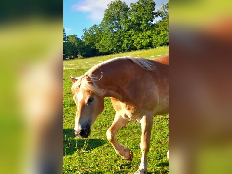 Haflinger Wallach 6 Jahre 160 cm Fuchs in Bad Brückenau
