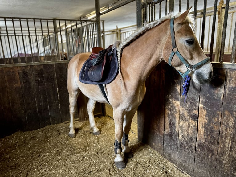 Haflinger Wallach 6 Jahre  in Ebenfurth