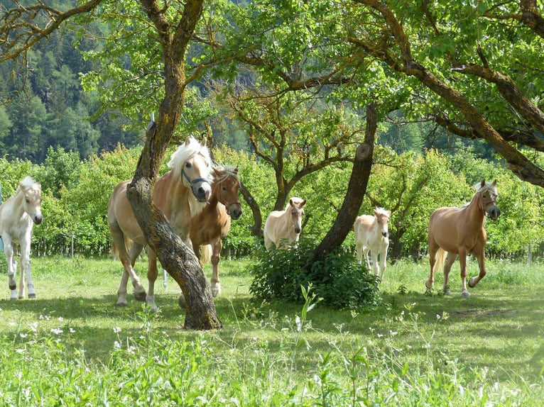 Haflinger Wallach 6 Jahre in Nauders