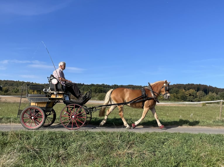 Haflinger Wallach 6 Jahre Fuchs in Buseck
