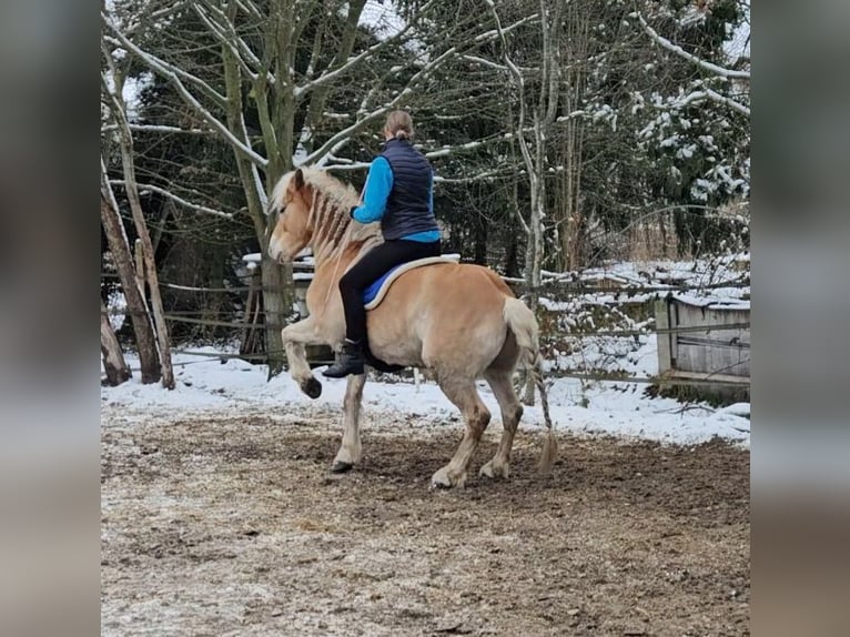Haflinger Wallach 7 Jahre 143 cm Rotfuchs in Westerstede