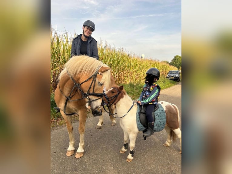 Haflinger Wallach 7 Jahre 145 cm Fuchs in Baarlo